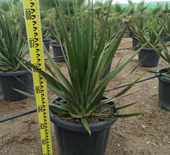 JARDINTROPIC - Dracaena draco (dragonnier des canaris) pot de 250l 200/250cm