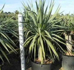 JARDINTROPIC - Dracaena draco (dragonnier des canaris) pot de 80l - tronc de 50/60 cm - 125/150cm