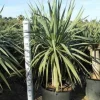 JARDINTROPIC - Dracaena draco (dragonnier des canaris) pot de 65l 100/125cm