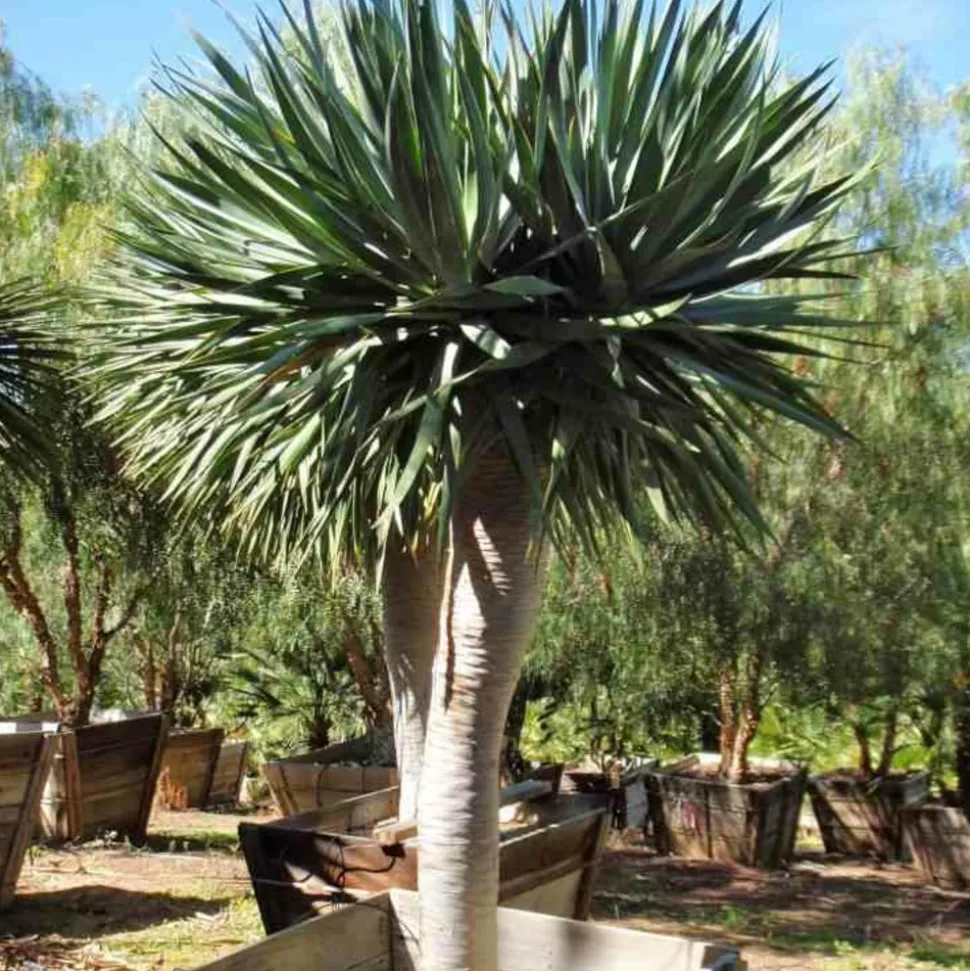JARDINTROPIC - Dracaena draco (dragonnier des canaris) pot de 25l - 80/100cm