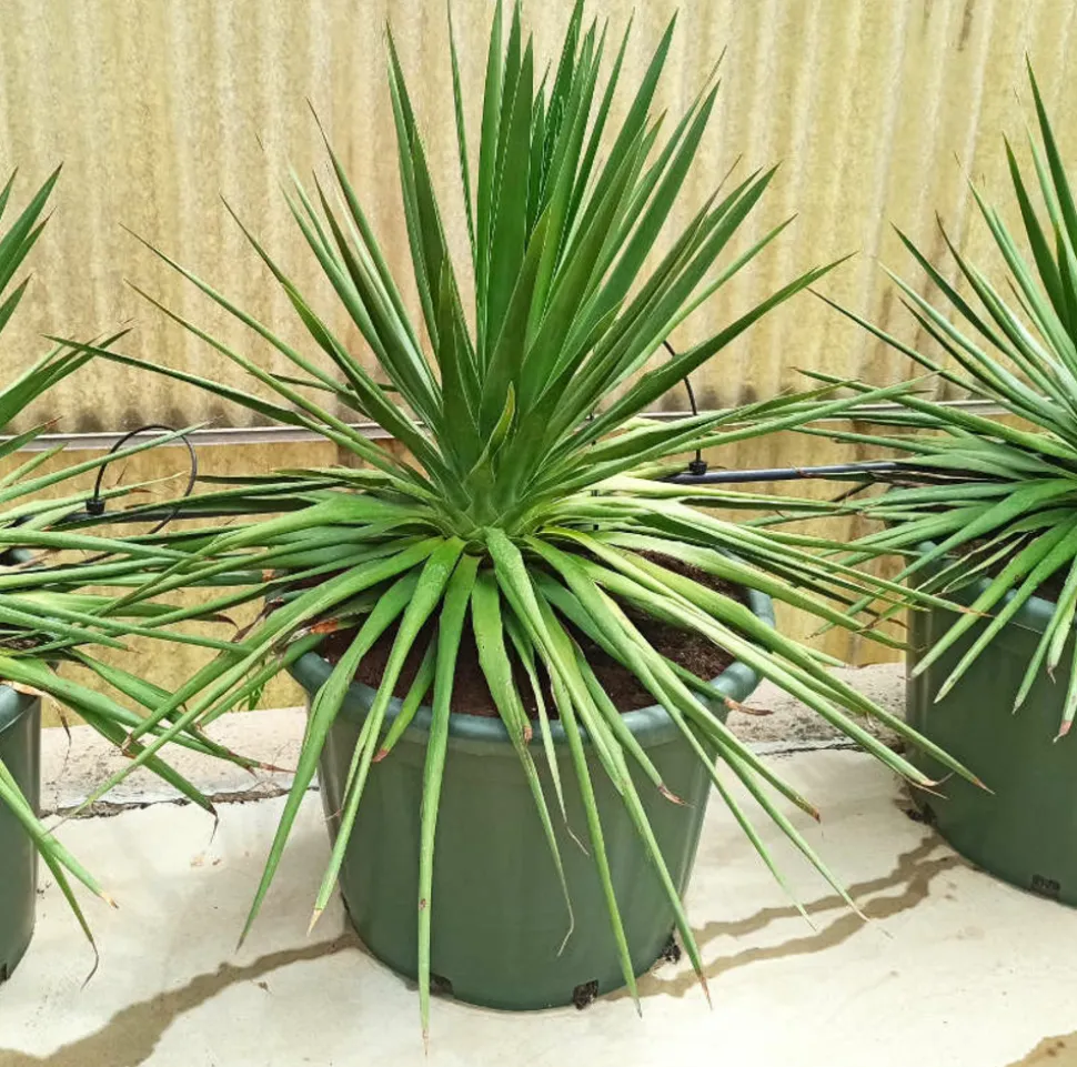 JARDINTROPIC - Dracaena draco (dragonnier des canaris) pot de 25l - 80/100cm