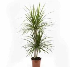 JARDINTROPIC - Dracaena marginata 'vert' (dragonnier) pot de 50l - 150/175cm