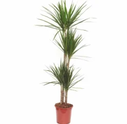 JARDINTROPIC - Dracaena marginata 'vert' (dragonnier) pot de 50l - 150/175cm