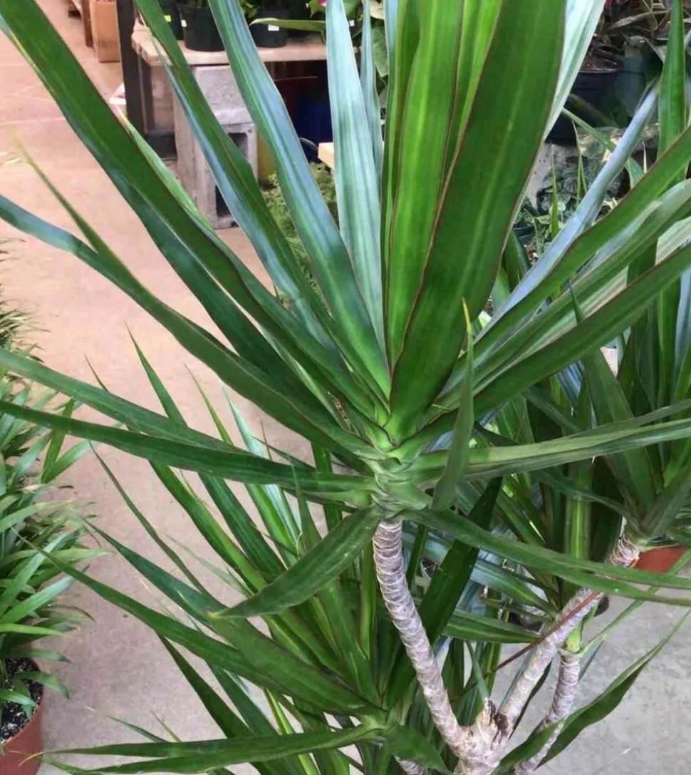 JARDINTROPIC - Dracaena marginata 'vert' (dragonnier) pot de 6l - 4 pieds - 110/130cm