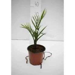 JARDINTROPIC - Dypsis decaryi (palmier trièdre) pot de 40 litres - 140/160 cm