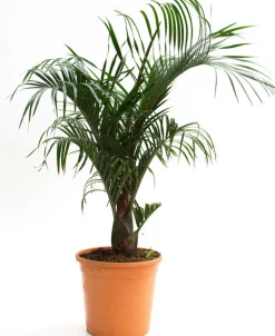 JARDINTROPIC - Dypsis decaryi (palmier trièdre) pot de 40 litres - 140/160 cm
