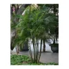 JARDINTROPIC - Dypsis lutescens (palmier multipliant) pot de 25l -200cm