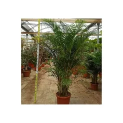 JARDINTROPIC - Dypsis lutescens (palmier multipliant) pot de 25l -200cm