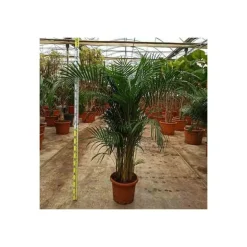 JARDINTROPIC - Dypsis lutescens (palmier multipliant) pot de 3 litres ? 60/80 cm