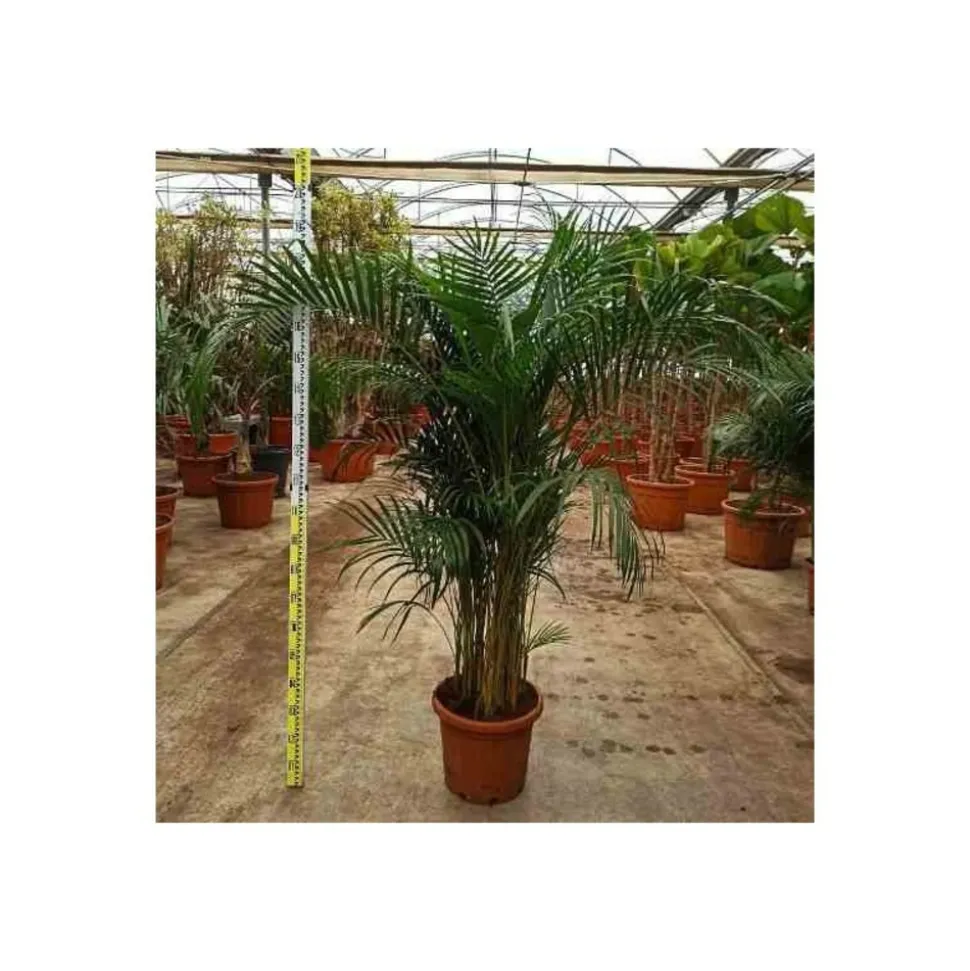 JARDINTROPIC - Dypsis lutescens (palmier multipliant) pot de 3 litres ? 60/80 cm