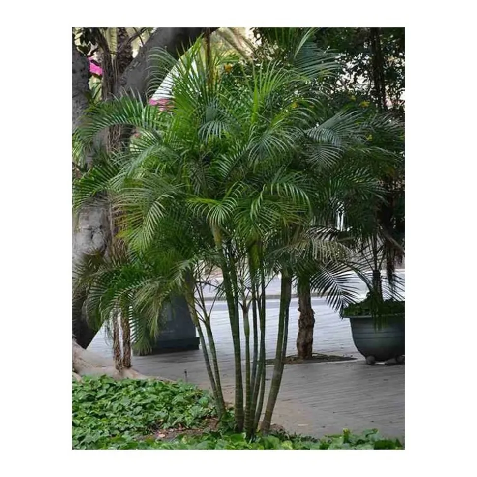 JARDINTROPIC - Dypsis lutescens (palmier multipliant) pot de 2 litres ? 40/60 cm
