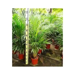 JARDINTROPIC - Dypsis lutescens (palmier multipliant) pot de 45l - 200/225cm