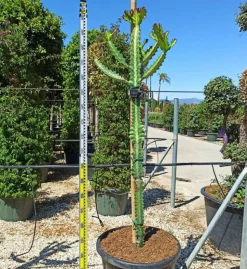 JARDINTROPIC - Euphorbia lactea pot de 7 litres ? 80/100 cm