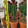 JARDINTROPIC - Euphorbia lactea 'cristata' pot de 8 litres ? 60/80 cm