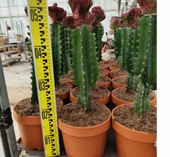 JARDINTROPIC - Euphorbia lactea 'cristata' pot de 8 litres ? 60/80 cm