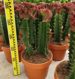 JARDINTROPIC - Euphorbia lactea 'cristata' pot de 8 litres ? 60/80 cm