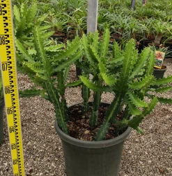 JARDINTROPIC - Euphorbia lactea pot de 25l - 80/100cm