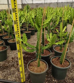 JARDINTROPIC - Euphorbia lactea pot de 25l - 80/100cm