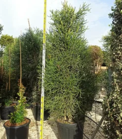 JARDINTROPIC - Euphorbia tirucalli (cactus crayon) pot de 250l 200/250cm