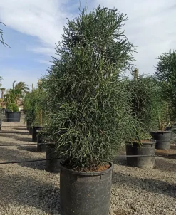 JARDINTROPIC - Euphorbia tirucalli (cactus crayon) pot de 7 litres ? 100/120 cm