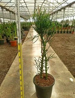JARDINTROPIC - Euphorbia tirucalli (cactus crayon) pot de 7 litres ? 100/120 cm