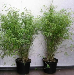 JARDINTROPIC - Fargesia angustissima (bambou non traçant) pot 2 litres - 50/70cm - 4/7 cannes