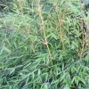 JARDINTROPIC - Fargesia denudata 'xian 2' (bambou non traçant) pot 10 litres - 100/150cm - 5/7 cannes