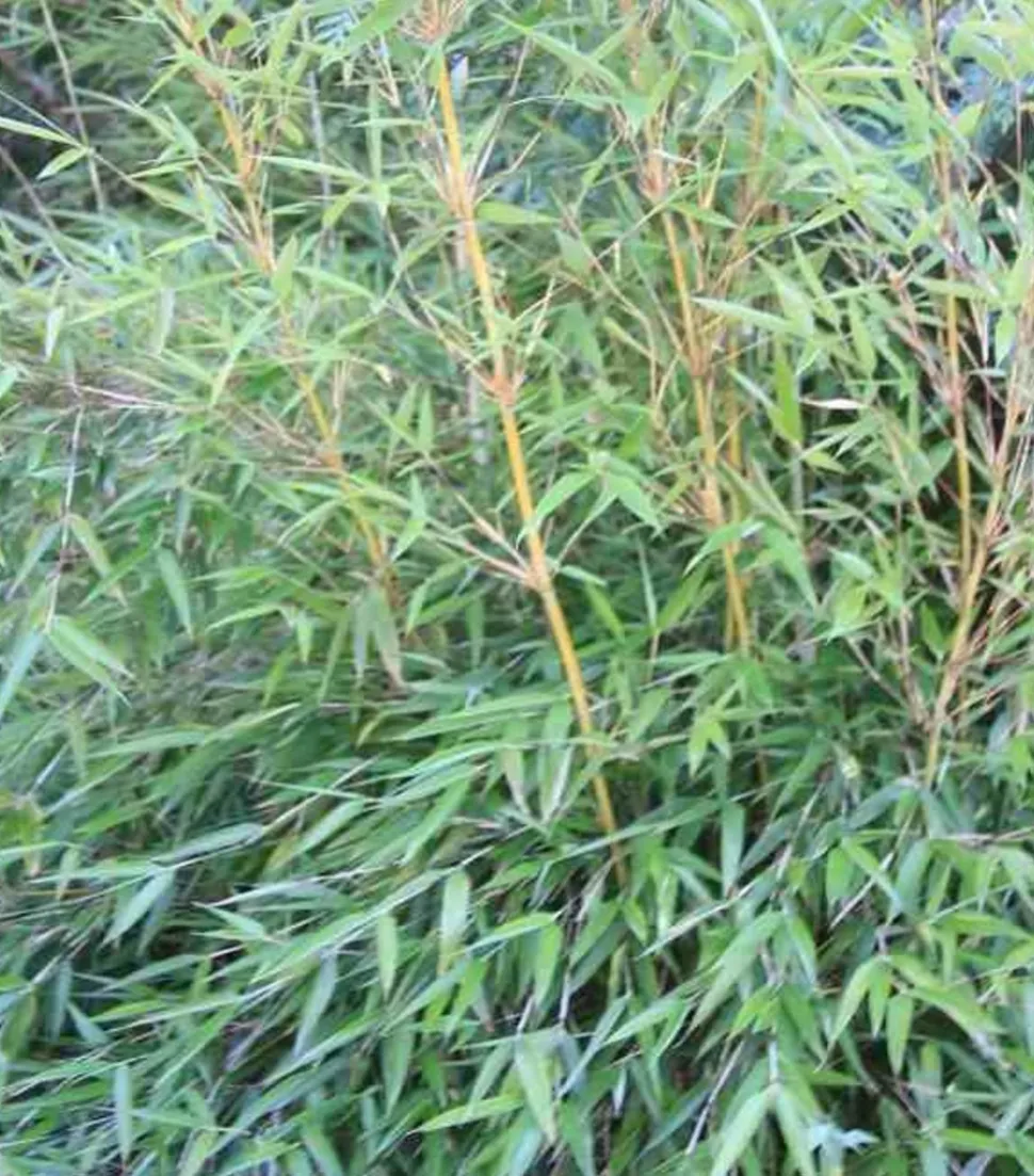 JARDINTROPIC - Fargesia denudata 'xian 2' (bambou non traçant) pot 10 litres - 100/150cm - 5/7 cannes