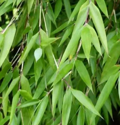 JARDINTROPIC - Fargesia denudata 'xian 2' (bambou non traçant) pot 30 litres - 110/150cm - 10/15 cannes