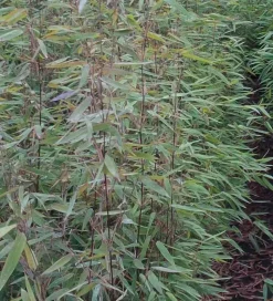 JARDINTROPIC - Fargesia "jiuzhaigou 8" (bambou non traçant) pot 5 litres - 50/80cm - 5/7 cannes