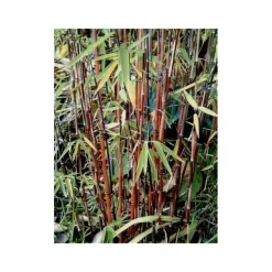 JARDINTROPIC - Fargesia "jiuzhaigou 1" (bambou non traçant) pot 10 litres - 100/150cm - 6/10 cannes