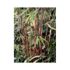 JARDINTROPIC - Fargesia "jiuzhaigou 1" (bambou non traçant) pot 30 litres - 175/200cm - 15/25 cannes