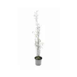 JARDINTROPIC - Fargesia "jiuzhaigou 1" (bambou non traçant) pot 30 litres - 175/200cm - 15/25 cannes