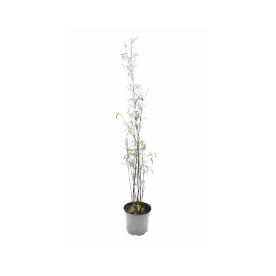 JARDINTROPIC - Fargesia "jiuzhaigou 1" (bambou non traçant) pot 30 litres - 175/200cm - 15/25 cannes