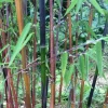 JARDINTROPIC - Fargesia jiuzhaigou b1 (bambou non traçant) pot 5 litres - 80/120cm - 4/7 cannes