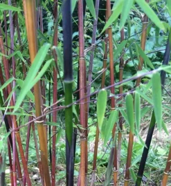 JARDINTROPIC - Fargesia jiuzhaigou b1 (bambou non traçant) pot 5 litres - 80/120cm - 4/7 cannes