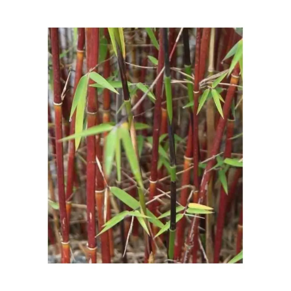 JARDINTROPIC - Fargesia "jiuzhaigou 1" (bambou non traçant) pot 5 litres - 80/120cm - 6/9 cannes