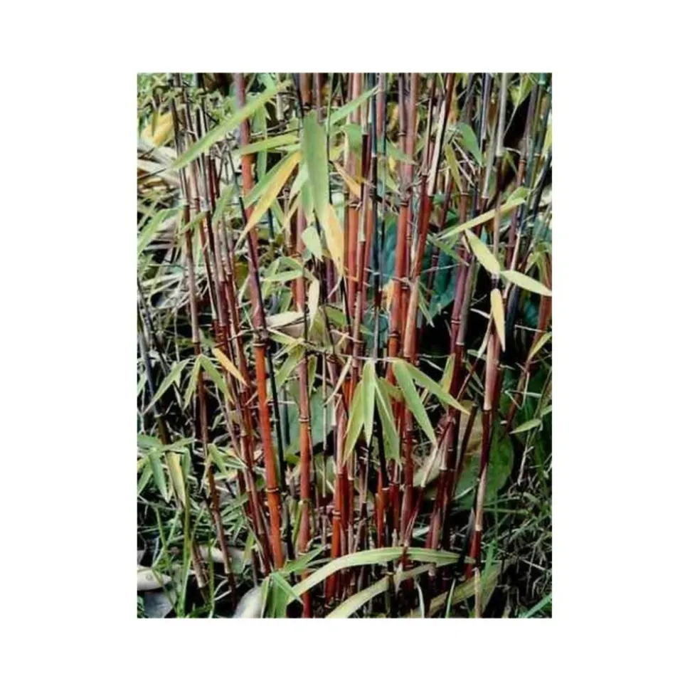 JARDINTROPIC - Fargesia "jiuzhaigou 1" (bambou non traçant) pot 15 litres - 130/150cm - 8/12 cannes