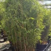 JARDINTROPIC - Fargesia nitida "volcan" (nitida gansu x nitida) (bambou non traçant) pot 2 litres - 40/50cm - 4/7 cannes