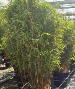 JARDINTROPIC - Fargesia nitida "volcan" (nitida gansu x nitida) (bambou non traçant) pot 15 litres - 80/100cm - 8/12 cannes