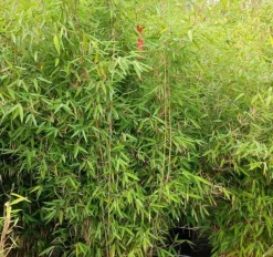 JARDINTROPIC - Fargesia nitida "winterjoy" (nitida x murielae) (bambou non traçant) pot 5 litres - 70/90cm - 5/8 cannes