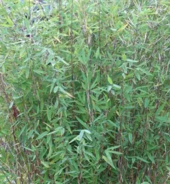 JARDINTROPIC - Fargesia nitida "gansu" (bambou non traçant) pot 5 litres - 40/60cm - 6/9 cannes