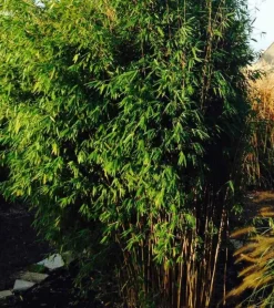 JARDINTROPIC - Fargesia obélisque (murielae x nitida) (bambou non traçant) pot 45 litres - 175/200cm - 14/24 cannes