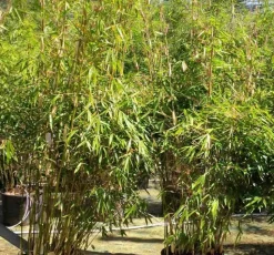 JARDINTROPIC - Fargesia robusta ?pingwu? (bambou non traçant) pot 30 litres - 125/150cm