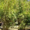 JARDINTROPIC - Fargesia robusta ?pingwu? (bambou non traçant) pot 5 litres - 50/75cm - 6/10 cannes