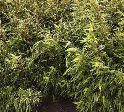 JARDINTROPIC - Fargesia robusta ?pingwu? (bambou non traçant) pot 10 litres - 100/120cm - 8/12 cannes