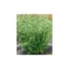 JARDINTROPIC - Fargesia robusta "campbell" (bambou non traçant) pot 15 litres - 150/200cm - 6/10 cannes