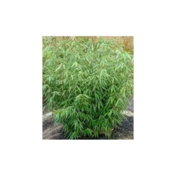JARDINTROPIC - Fargesia robusta "campbell" (bambou non traçant) pot 15 litres - 150/200cm - 6/10 cannes