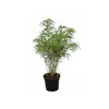 JARDINTROPIC - Fargesia "rufa" (bambou non traçant) pot 10 litres - 100/120cm - 8/12 cannes