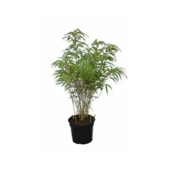 JARDINTROPIC - Fargesia "rufa" (bambou non traçant) pot 2 litres - 30/50cm - 4/7 cannes